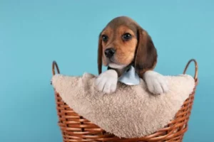 Beagle-Male-1